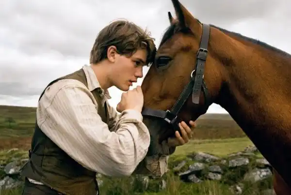 War-horse War horse