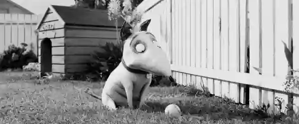frankenweenie01 e1357879801423