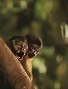 amazonia planeta verde 2013 papo de cinema
