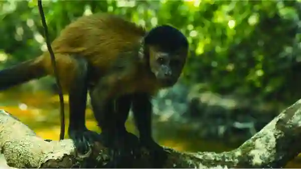 Amazonia Planeta Terra papo de cinema