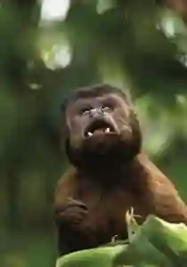 amazonia 2013 papo de cinema