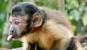 amazonia papo de cinema