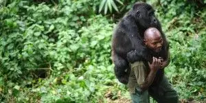 20150131 apostas oscar 2015 papo de cinema virunga