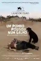 20150514 um pombo pousou num galho refletindo sobre a existencia poster papo de cinema