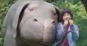 Okja e El Chapo estão entre os lançamentos de junho da Netflix 2 20170531 okja papo de cinema
