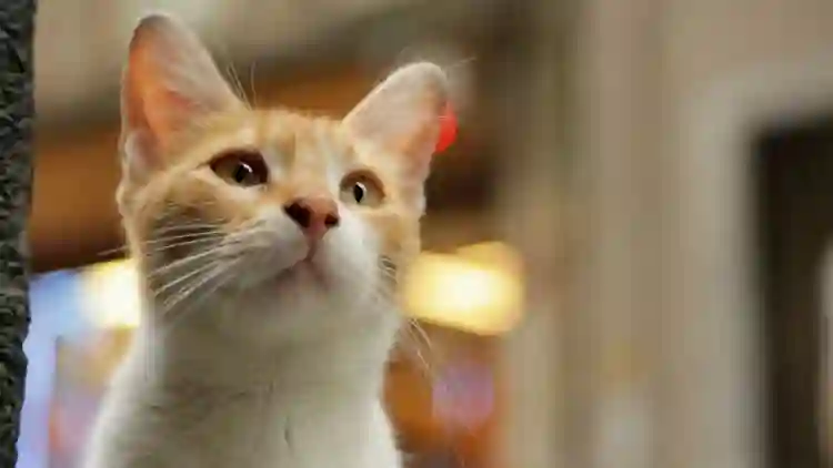 20170706 gatos papo de cinema 1