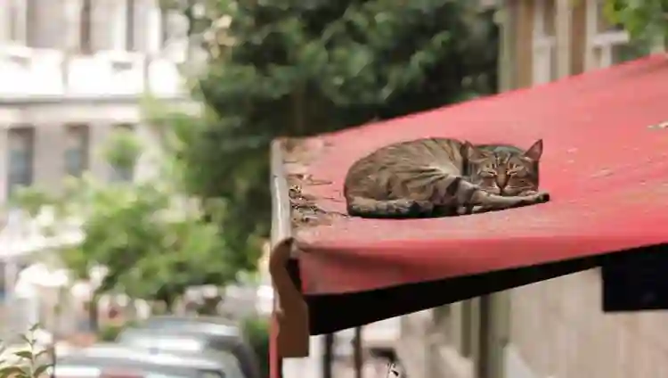 20170706 gatos papo de cinema 2 e1499343537860
