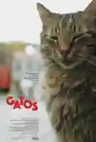 20170710 gatos