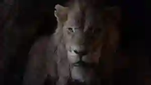 20190508 o rei leao papo de cinema 4