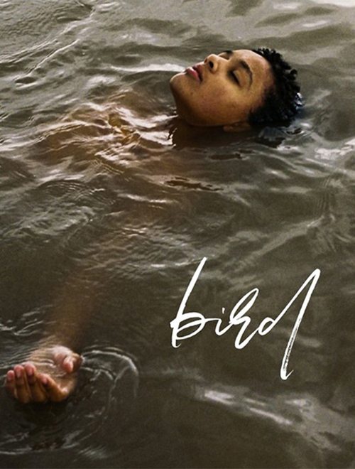 20241011 bird papo de cinema cartaz