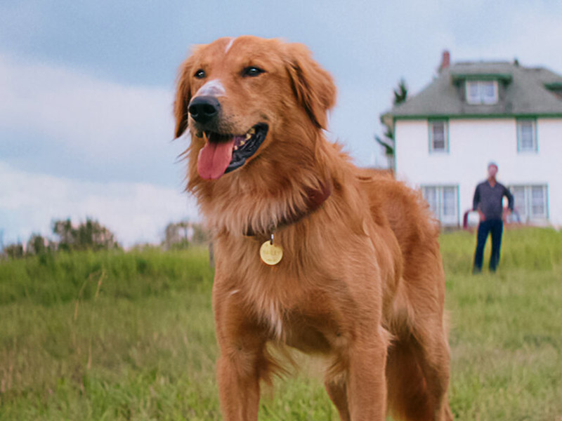 Sessão da Tarde :: Quatro Vidas de um Cachorro, filme de hoje (12/02), enfrentou polêmicas antes de seu lançamento