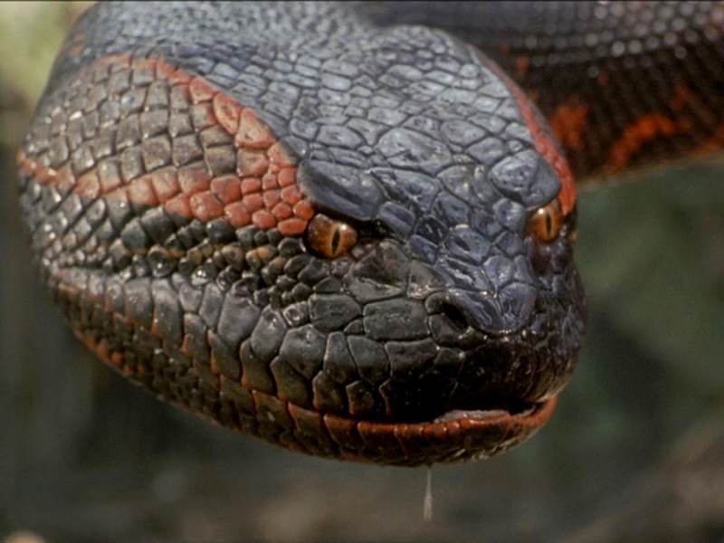 Anaconda :: Jack Black afirma que nova versão “é um filme de um terror de verdade”. Saiba mais