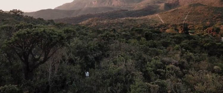 Curta Taquary: Envelhecer com as Árvores